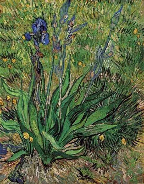 Les iris 1 - Vincent Van Gogh