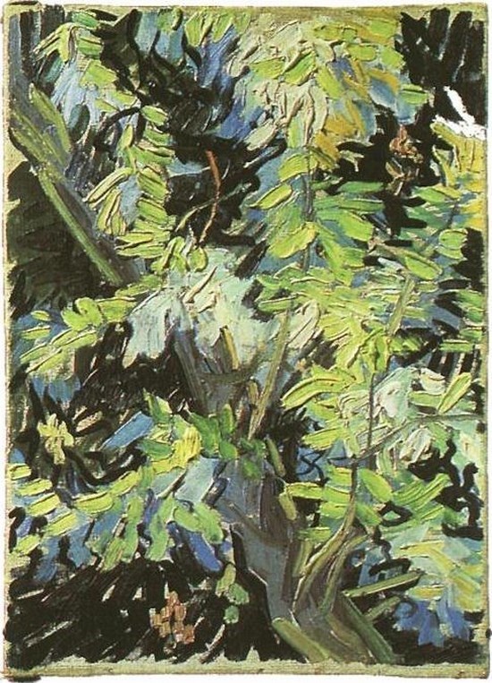 Branches d'acacias fleuries - Vincent Van Gogh